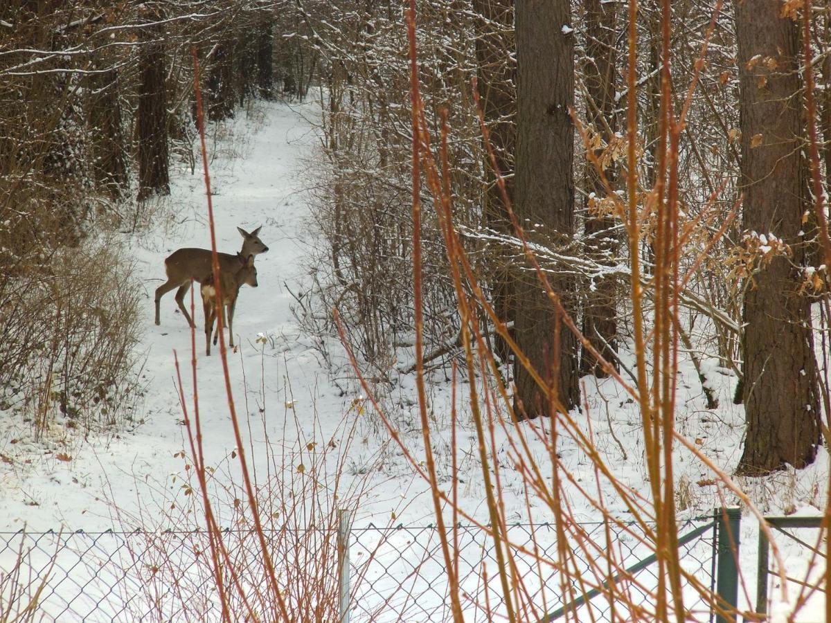 Ferienwohnung Wolf Nietwerder Exteriér fotografie